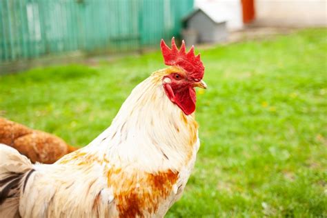 Paano Alagaan ang Manok.